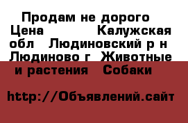 Продам не дорого › Цена ­ 5 000 - Калужская обл., Людиновский р-н, Людиново г. Животные и растения » Собаки   